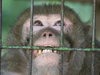 Charles River Lab Fined for Baking Monkeys Alive